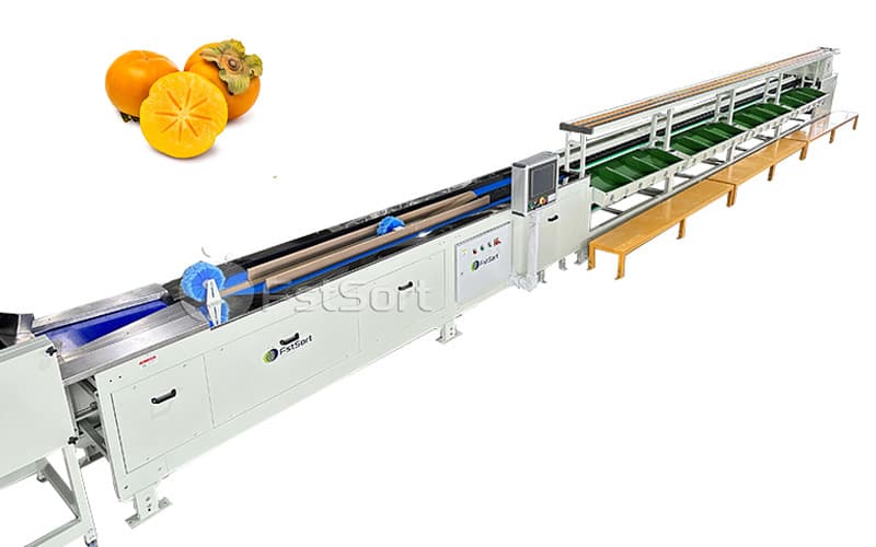 Fuyu persimmons grading machine.jpg