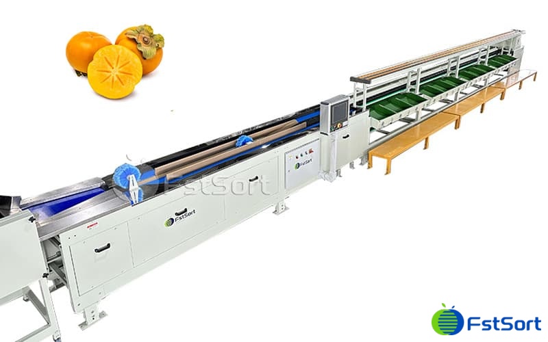 Fuyu persimmons grading machine.jpg Fuyu persimmons grading machine.jpg