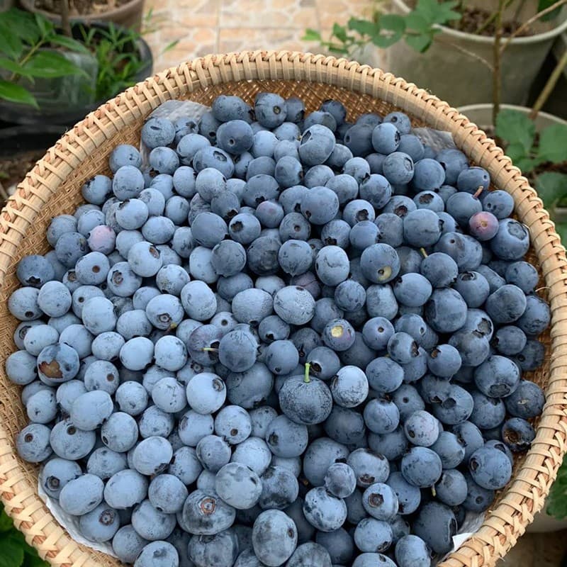 blueberry sizer.jpg