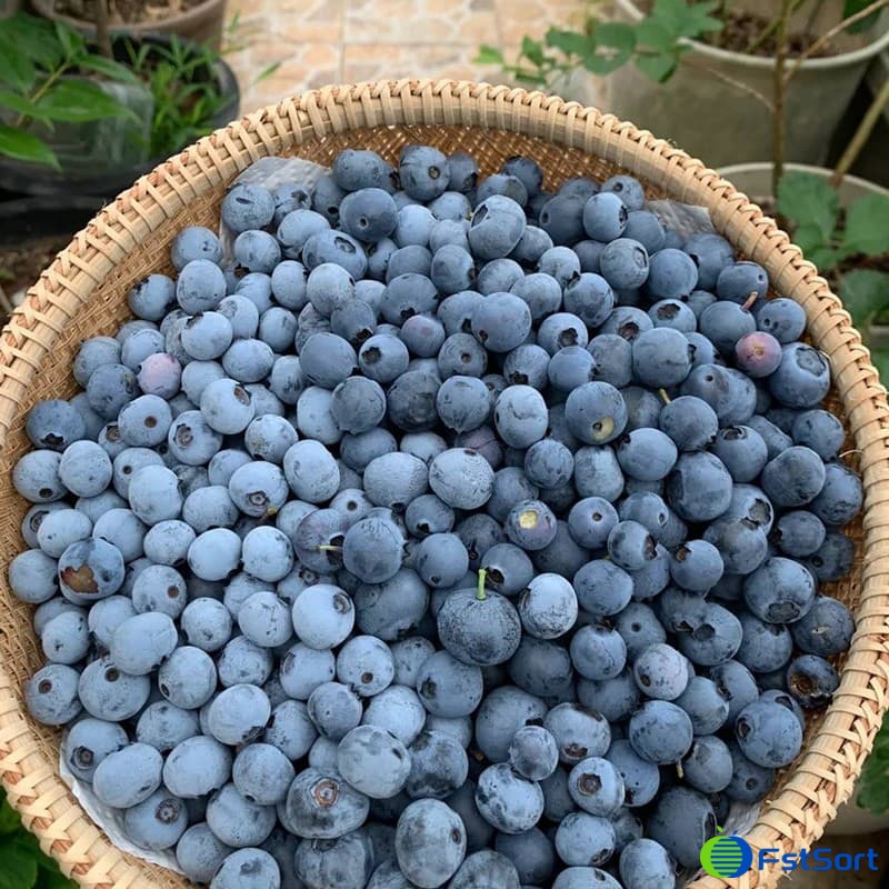 blueberry sizer.jpg blueberry sizer.jpg