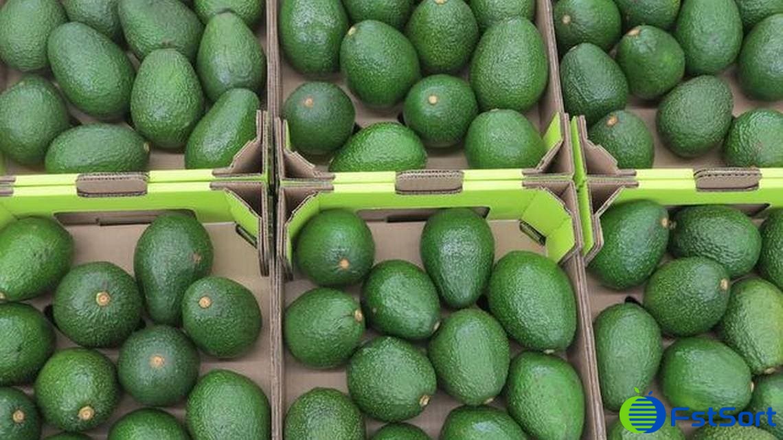 avocado weight sorter.jpg avocado weight sorter.jpg