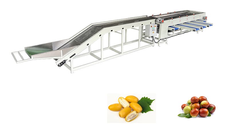 The Surging Demand for Date Grading Machines