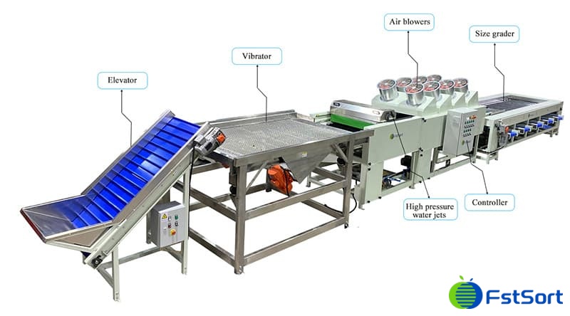 Operate Grading Machine The Surging Demand for Date Grading Machines
