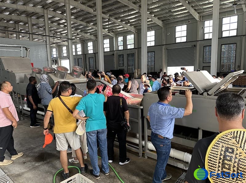 images/sweet potato cleaning drying sorting packing line.jpg