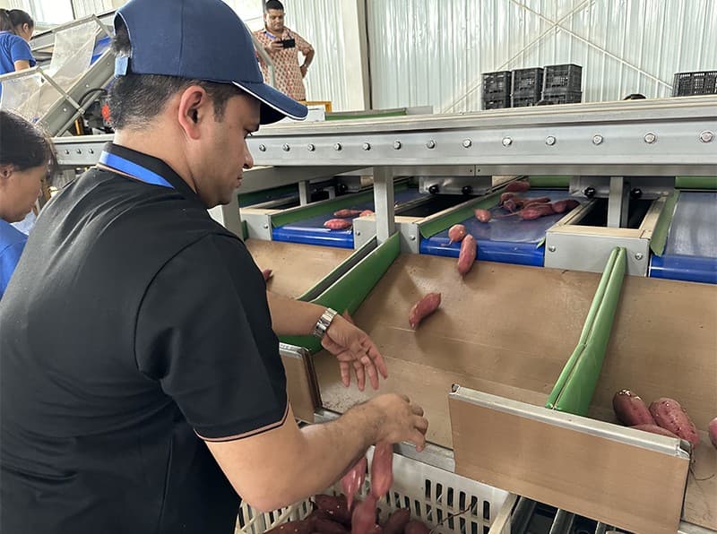 images/sweet potato packing machine.jpg