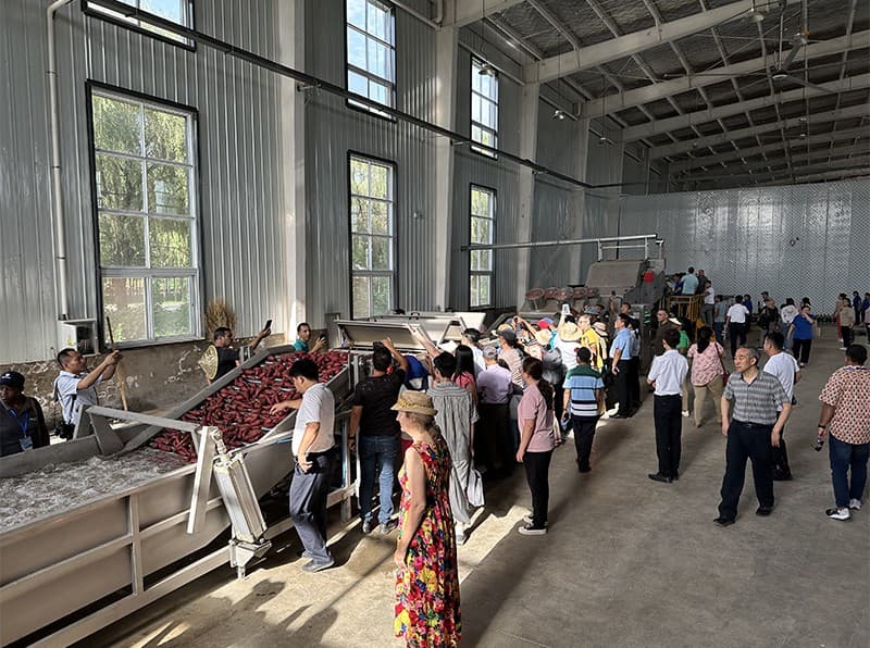 images/sweet potato washing sorting machine.jpg