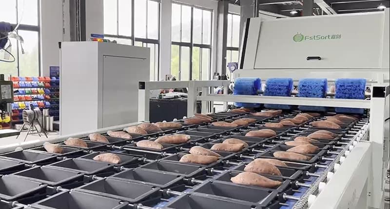Sweet Potatoes Optical Sorting Line | FstSort