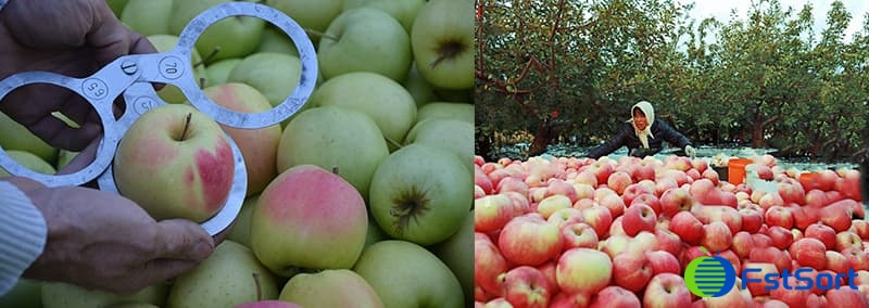 What Is Apple Grading and Sorting? A Guide to Apple Grading... | FstSort