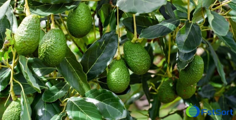 images/1696405970373avocadoes.jpg