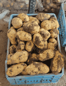 images/1704354450955potatoes.png