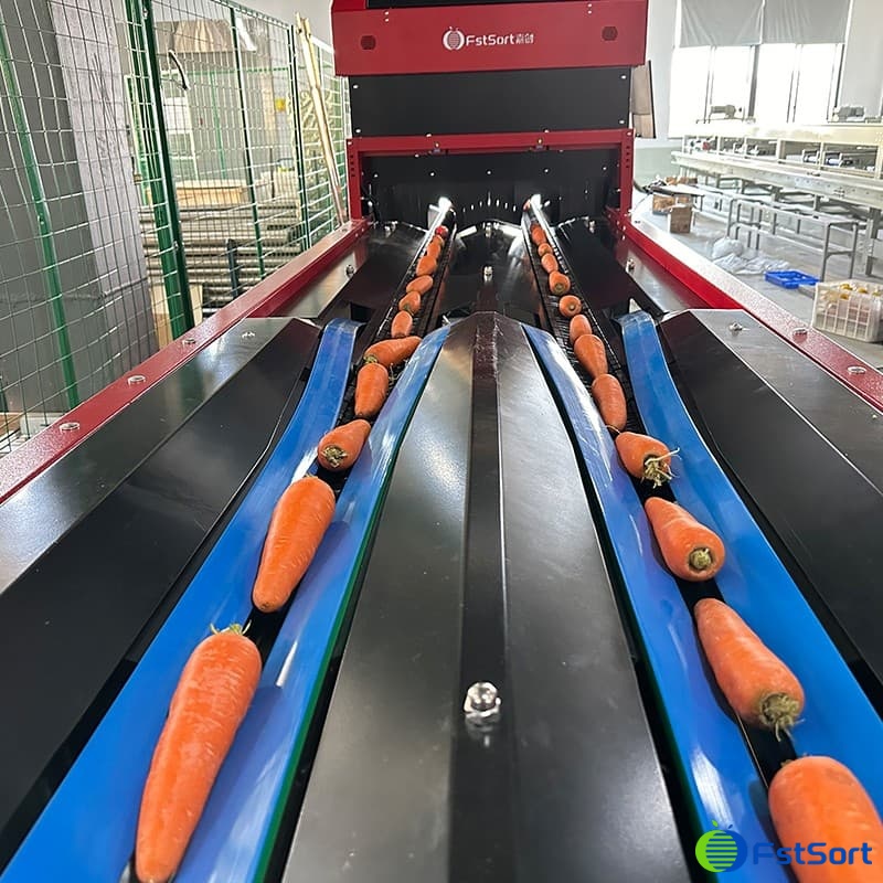 Optical sorting technology helps high-quality development of carrot market