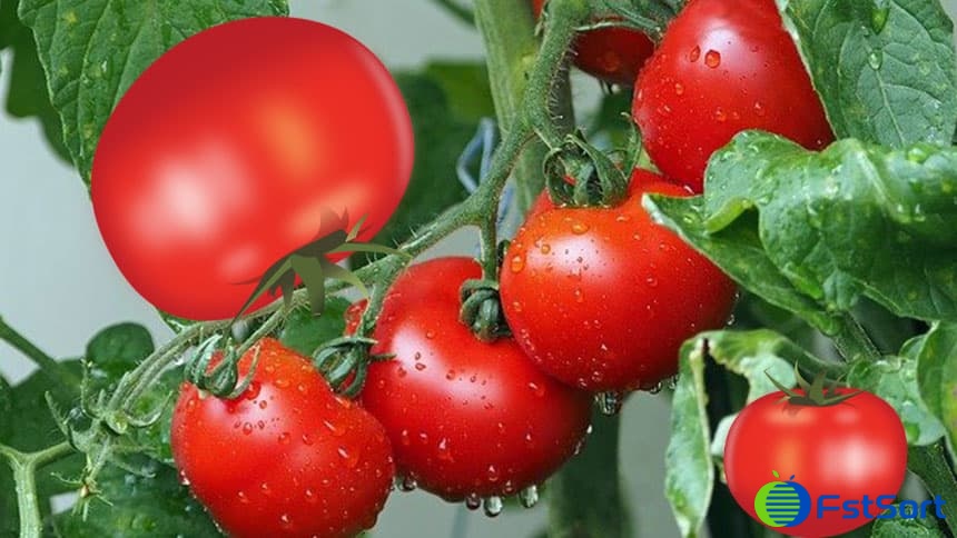 images/1712734965883tomatoes.jpg