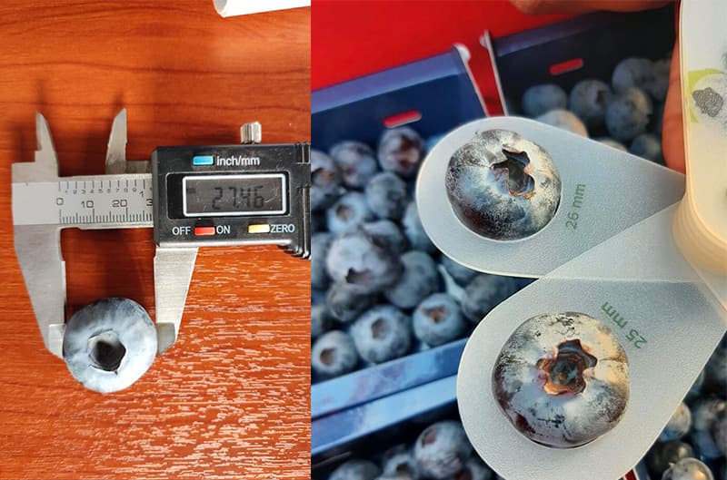 Why Fruit Sorting Is Important | FstSort