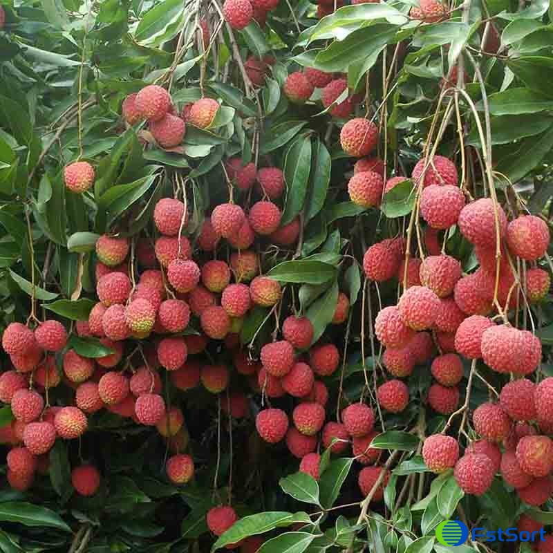 images/1715847101876lychee.jpg