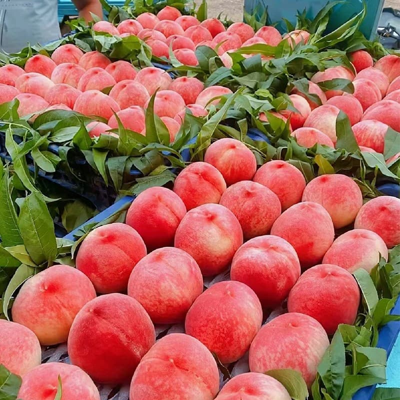 How to quickly sort peaches after harvesting