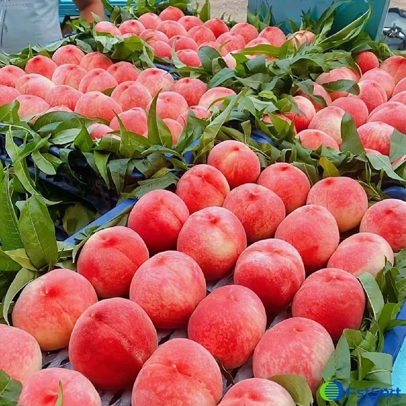 How to quickly sort peaches after harvesting