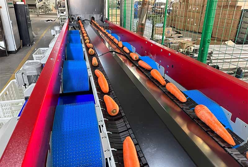 Millions of Queensland carrots are coming soon