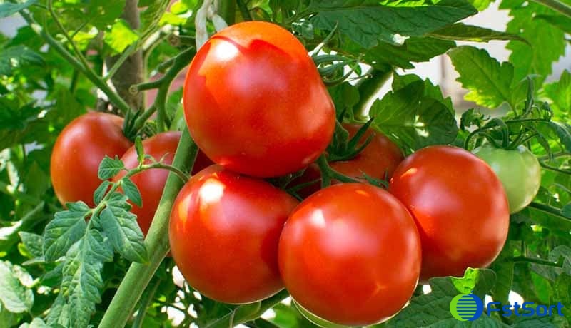 tomatoes.jpg tomatoes.jpg