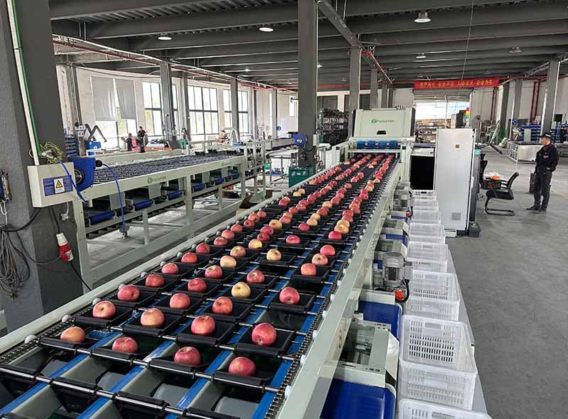 Optical sorting technology for apples in China is booming