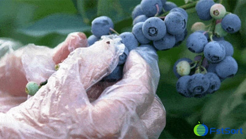 Blueberry Rpocess What are the Steps in Blueberry Processing? |How to process... | FstSort