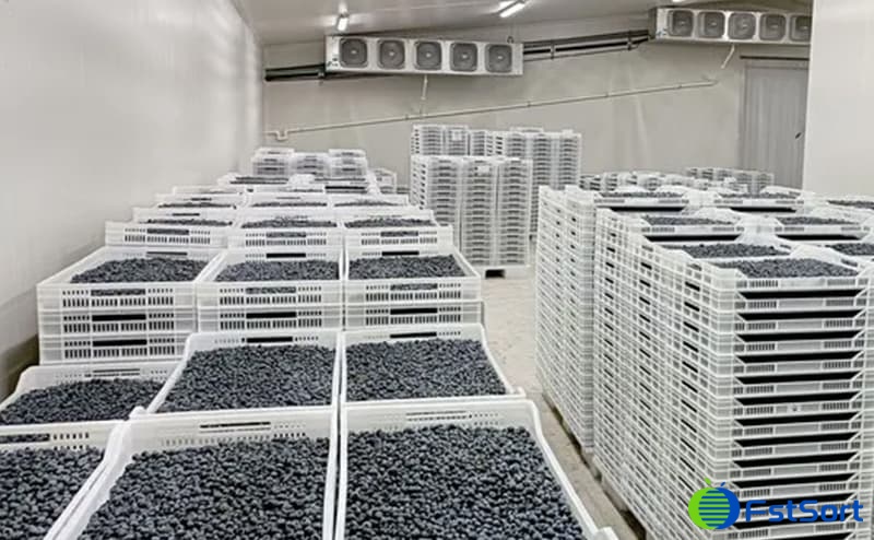 Precooling What are the Steps in Blueberry Processing? |How to process... | FstSort