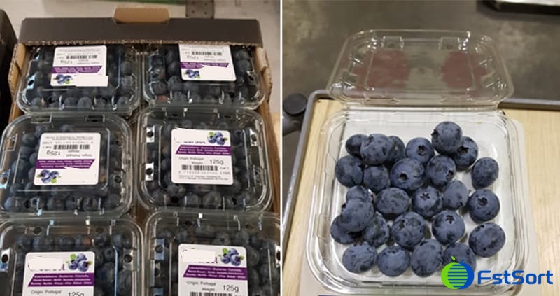 blueberries packing .jpg blueberries packing .jpg