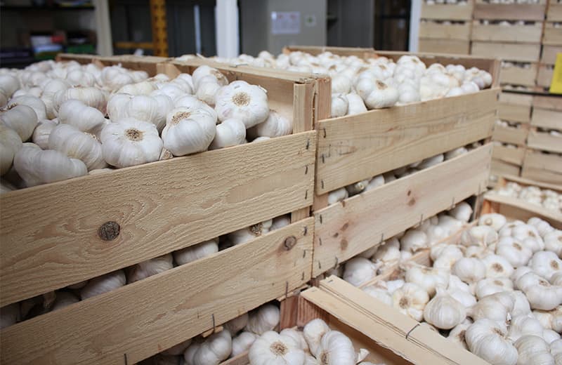 garlic.jpg