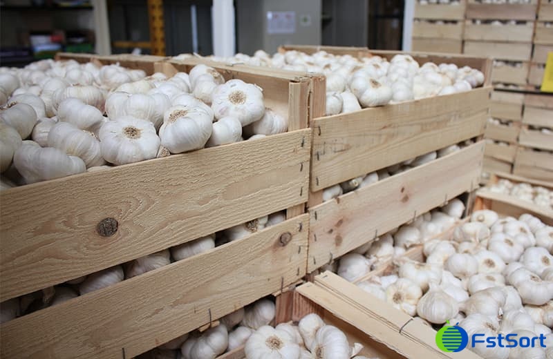 garlic.jpg garlic.jpg