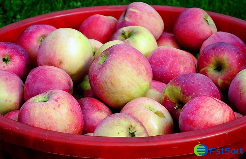 manzanas.jpg manzanas.jpg