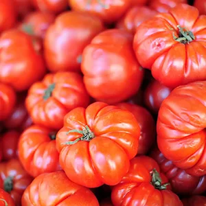 Lebanese tomato sorting machine