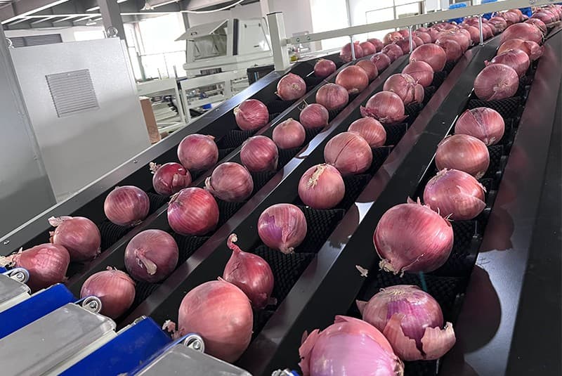 Fstsort onion grader brings new breakthrough in production | FstSort
