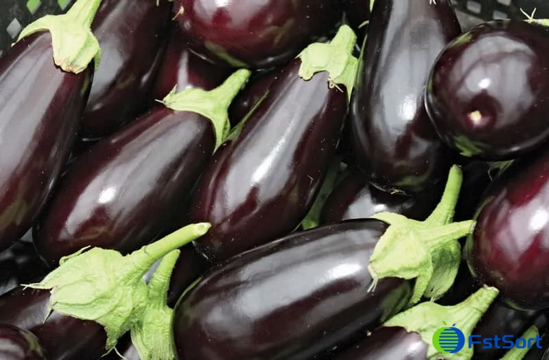 eggplant.jpg eggplant.jpg