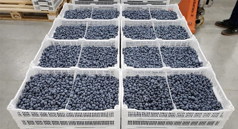 blueberries.jpg