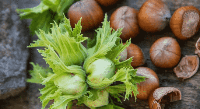 images/1730449900845chestnut.png