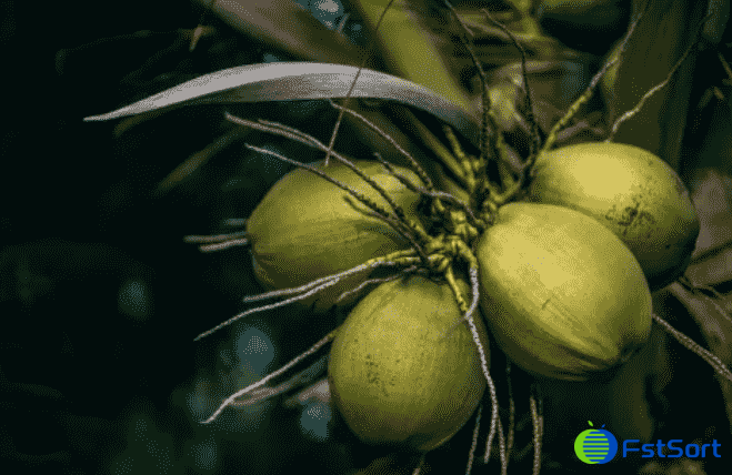 coconut.png coconut.png