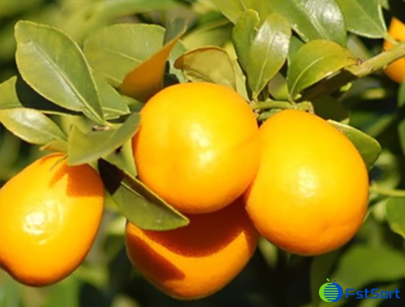 Australian Native Citrus