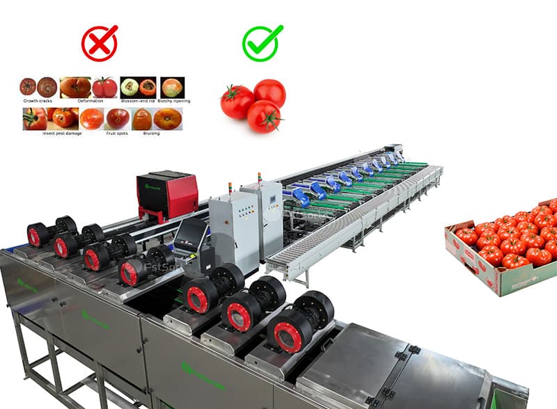 Fstsort Tomato Optical Sorter Line