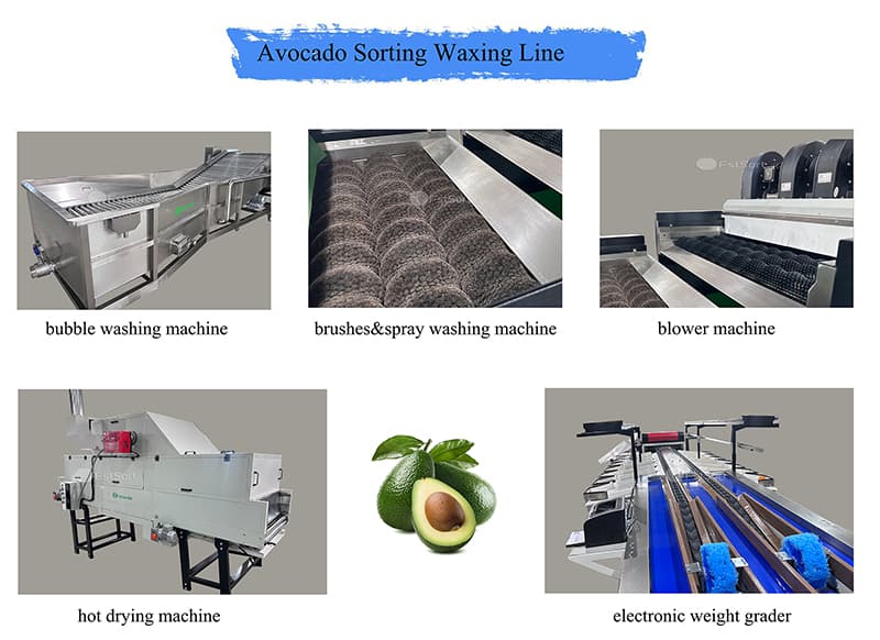 Avocado double-line processing machines shipped to... | FstSort