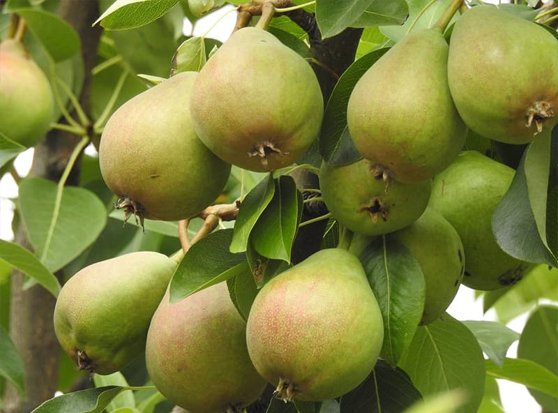 images/1734943003307pears.jpg