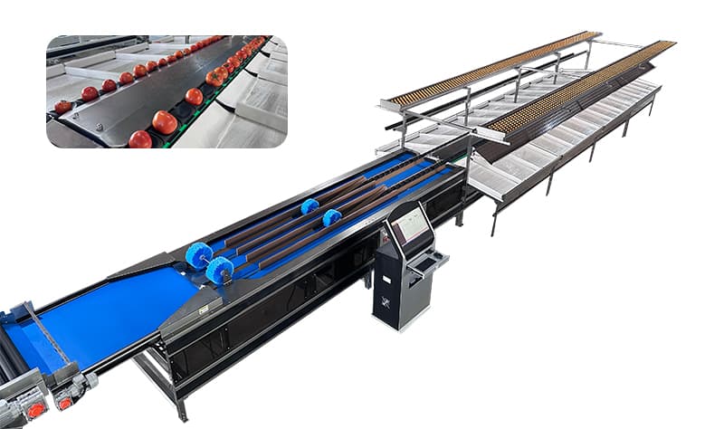 tomato-sorting-packing-line.jpg