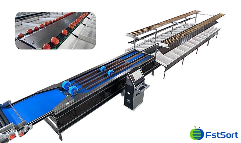 tomato-sorting-packing-line.jpg tomato-sorting-packing-line.jpg