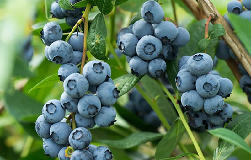 blueberry.jpg