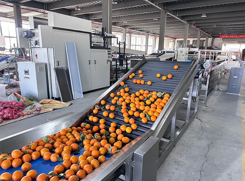 Blood orange sorting grading machine