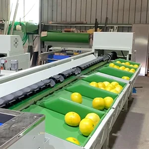 Grapefruit sorting grading machine