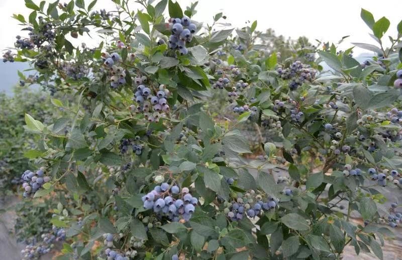 images/1742191278345blueberries.jpg