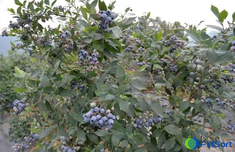 images/1742191278345blueberries.jpg
