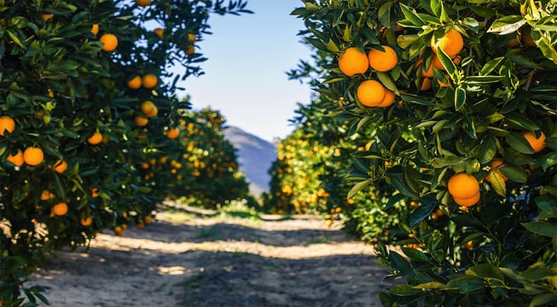 images/1742968284194oranges.jpg