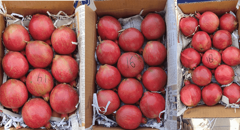 images/1744360200058Pomegranates.png