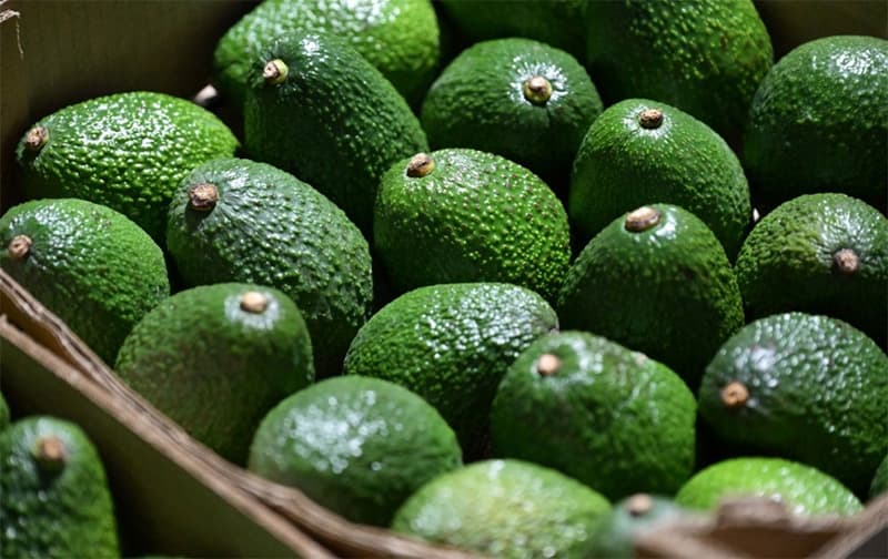 images/1751444317576avocado.jpg