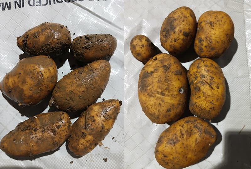 images/1752222447412patatas.jpg